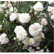 Аспирин. Почвопокровная роза белая. Растения горочные и почвопокровные фото