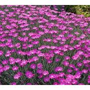 ГВОЗДИКА Dianthus deltoids фотография