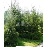 Саженцы хвойных деревьев Можевельник виргинс  3 л 30-35 см фото