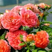 Саженцы роз разных сортов фото