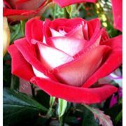 Плодопитомник Твой сад кусты роз Латин Леди Чайно-гибридный сорт фото