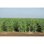 Семена суданской травы Суданское сорго (суданская трава суданка) фото