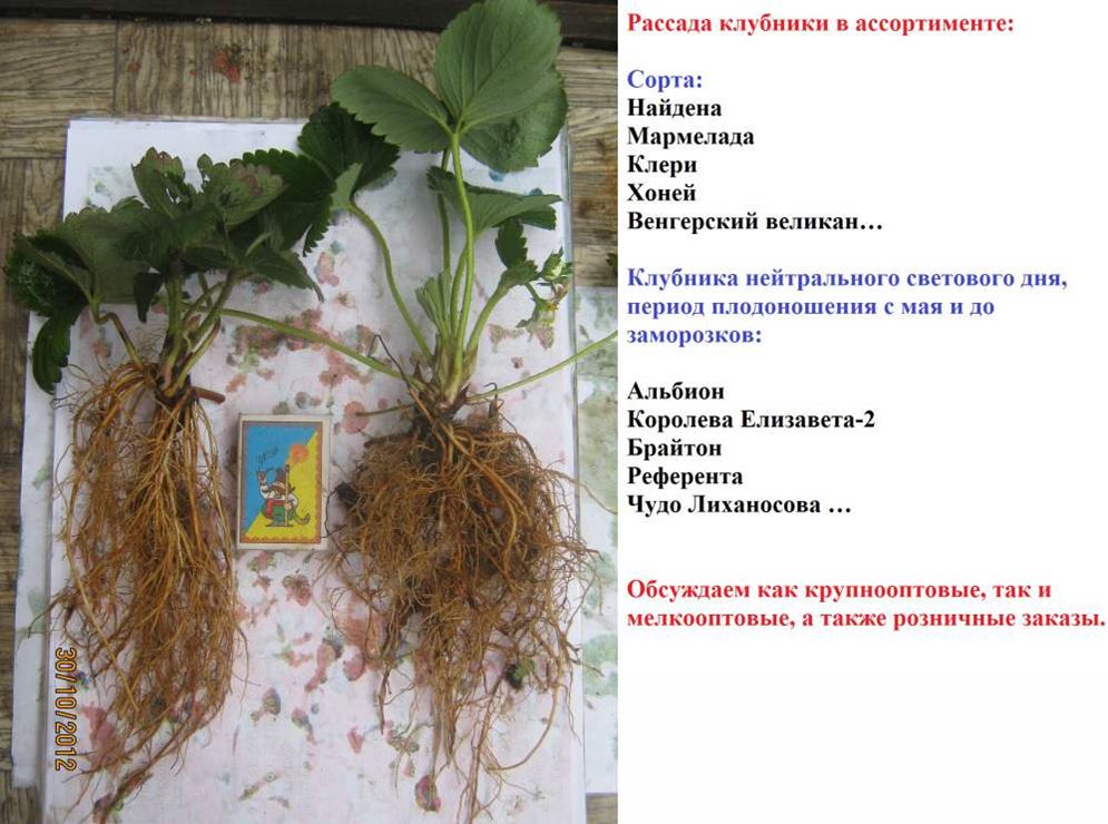 Рассада Клубники Купить В Екатеринбурге