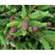 Елка Picea abies “Push“ и многие другие сортовые ели фото