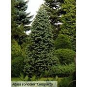 Abies concolor (пихта одноцветная) Compacta пихта Киев Винница Донецк Днепропетровск Луганск Чернигов Запорожье Крым Львов Черкассы Ровно Тернополь Луцк Черновцы Херсон Харьков Ивано-Франковск Закарпатье Житомир