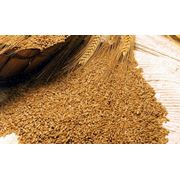 Пшеница. Купить зерно в Украине
