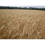Семена яровой пшеницы цена в Украине