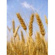 Яровой сорт твердой пшеницы (элита) OTTAWA