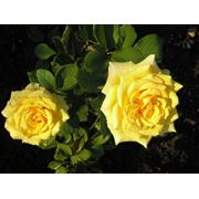 Саженцы рози чайной розы чайно гибридные купить саженцы розы вояж купить розы в украине саженцы роз почтой фото