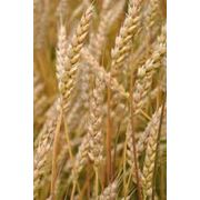 Семена озимой пшеницы от производителя Украина Хмельницкий