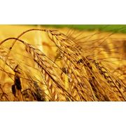 Яровой сорт твердой пшеницы (элита) Дурум Отава на посев