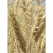Семена яровой пшеницы Аранка в Украине Купить Цена Фото