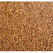 Семена яровой пшеницы в Украине фото
