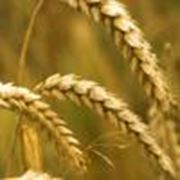 Озимая пшеница КОСОВИЦА (Элита) фотография