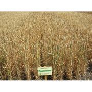 Семена озимой пшеницы Подолянкаозима пшеница продажаУкраина фото