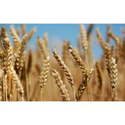 Семена высокоурожайной озимой пшеницы СОНЕЧКО фото