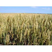 семена озимой пшеницызимостойкий сорт  для зоны степь “Кольчуга“ фотография