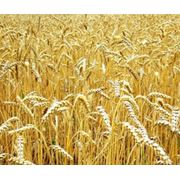 Семена озимой пшеницы. Сорт Подолянка