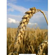 Элитные семена элитной пшеницы ФАВОРИТКА