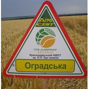 Оградська (Таня) Семена пшеницы озимой от производителя Элитгосп им. Шевченко