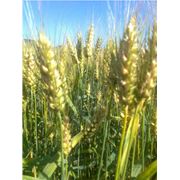 Семена озимой пшеницы Лазурная фотография