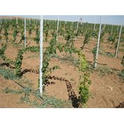 Виноградные шпалеры шпалерные столбы (колышки) для садов и виноградников Опора для виноградников (столбики) виноградные столбики шпалерного типа виноградные шпалеры - особый вид профиля который используется для опоры виноградных кустов