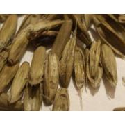 Семена газонных трав - Райграс багатоукісний Передгірний - 1 фото