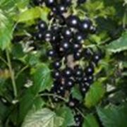Саженцы ягодных кустарников - смородины“Дачница-ягода“ фото