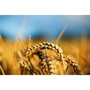 Пшеница Херсонская область. фотография
