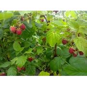 Саженцы ягодных кустарников саженцы малины купить в Украине