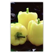 Семена перца сладкого МАДОННА МАДОННА F1 - професійне вирощування овочі перець солодкий