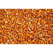 Семена кукурузы сахарной Порумбень 212 СВ