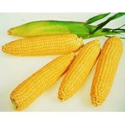 Семена кукурузы сахарной clause