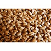 Семена пшеницы Заграва Одесская фото