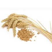 Семена пшеницы озимой фото