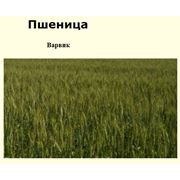 Семена пшеницы пшеница Варвик (Мягкая красная озимая пшеница)