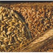 Семена пшеницы озимой купить Украина фото