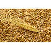 Предлагаем посевной материал пшеницы озимой