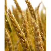 Пшеница семена