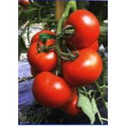 Семена томатов индетерминантных ISI 61174 F1 фотография