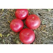 Семена томатов индетерминантных ФЕНДА F1 фото