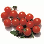 Семена томатов индетерминантных МІНІ БОЛ F1 - професійне вирощування овочі томати індетермінантні фотография