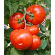 Семена томатов НАДА F1 семена купить семена семена помидор семена помидора купить семена помидор семена помидор украина