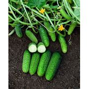 Семена огурцов партенокарпик ВОКАЛ - професійне вирощування овочі огірки фотография