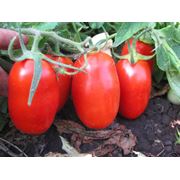 Семена томатов оптом по Украине фото