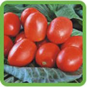 Семена томатов фотография