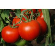 Семена томатов Е-21 F1 семена семена купить семена помидор семена помидоров украина семена помидора