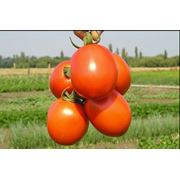 Семена томатов Clause фото