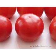 Семена томатов индетерминантных ФАНТАЗИО F1 фото