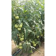 Семена томатов "Демироса"и "Лезафорта"